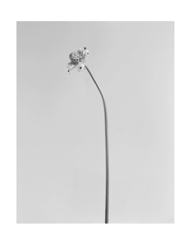 Nature morte
© Christophe Martinez