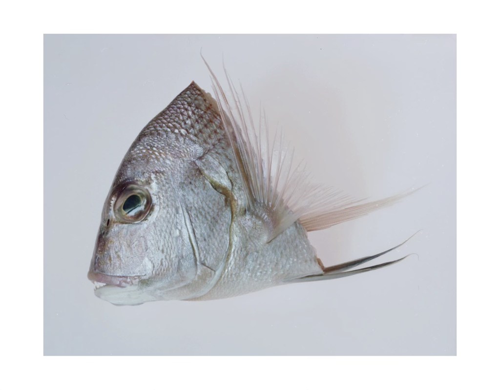 Nature morte
© Christophe Martinez