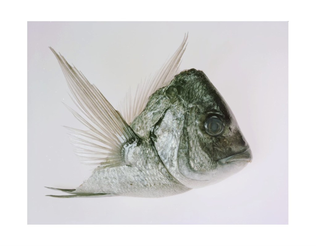 Nature morte
© Christophe Martinez