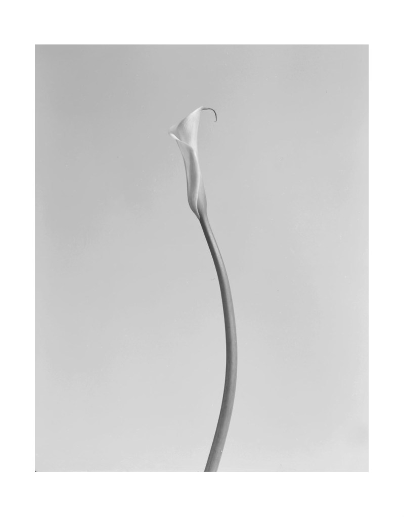 Nature morte
© Christophe Martinez