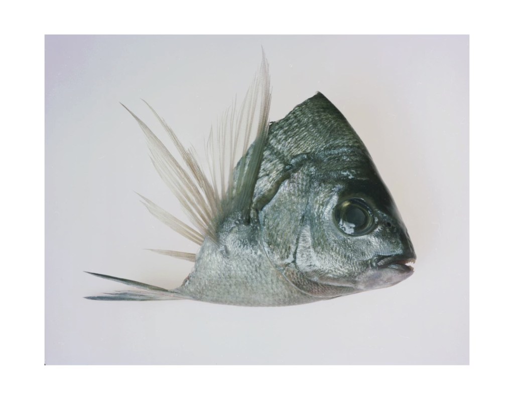 Nature morte
© Christophe Martinez